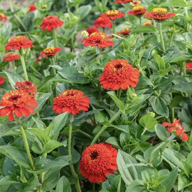 Zinderella Red, Zinnia Seeds